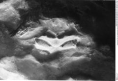 Historisches Foto von Galatheoidea indet. (NHMW-AFW-GEO-BACHMAYER-FOTO-1990-0041-2214a)
